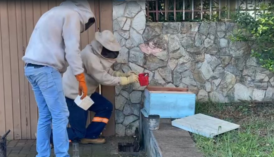 Defesa Civil retira enxame de abelhas de hidrante de água no Pacaembu