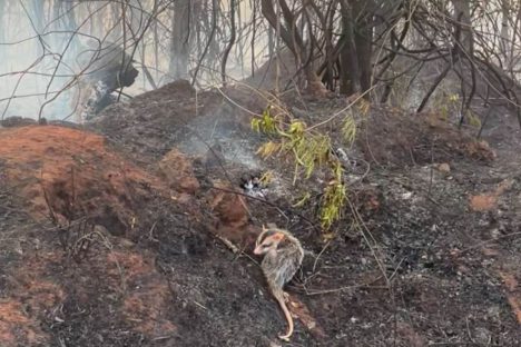 Imagem referente a IAT orienta população sobre cuidados com animais vitimados por incêndios florestais