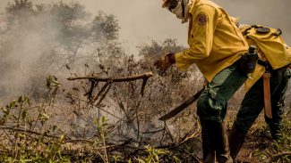 Incêndios no Pantanal já consumiram este ano mais de 15% do bioma