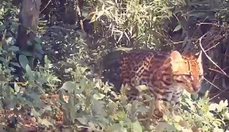 Jaguatiricas dão show de beleza no Parque Nacional do Iguaçu