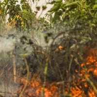 Imagem referente a Brasil já registrou mais de 154 mil focos de calor este ano