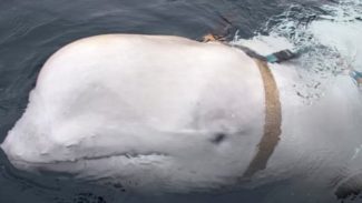 Baleia-beluga acusada de ser “espiã russa” é encontrada morta