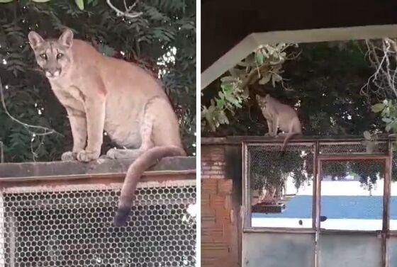 Morador registra em vídeo: Onça-parda no portão de casa