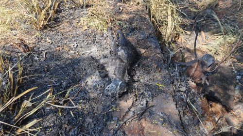 Imagem referente a Animal morre carbonizado em incêndio nas margens da PRc-467, em Cascavel