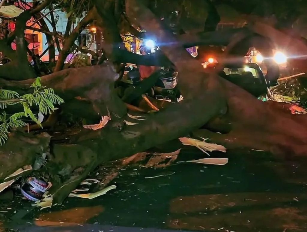 Queda de árvore em avenida atinge seis veículos e deixa mulher ferida em Maringá Queda de árvore em avenida atinge seis veículos e deixa mulher ferida em Maringá
