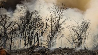 ICMBio suspeita de incêndio criminoso na Floresta Nacional de Brasília