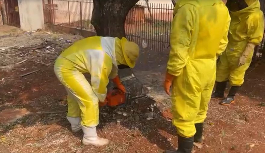 Defesa Civil de Cascavel em ação: enxame de abelhas é retirado de tronco de árvore no Brasília