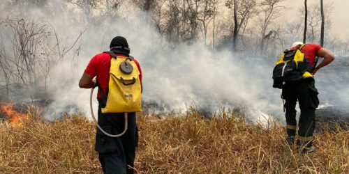 Imagem referente a Incêndio na Floresta Nacional de Brasília é extinto