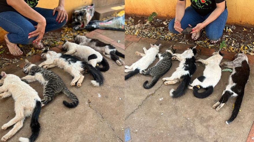 Tragédia animal: envenenamento dizima colônia de gatos cuidada por protetoras