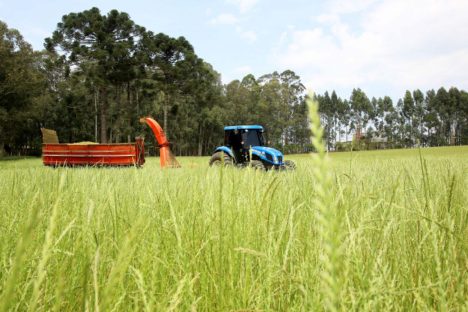 Imagem referente a Governo renova Fundo de Aval para garantia em financiamentos à agricultura familiar