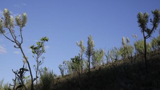 Dia do Cerrado: bioma é o segundo mais ameaçado no país