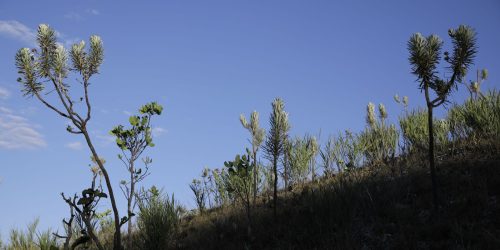 Imagem referente a Dia do Cerrado: bioma é o segundo mais ameaçado no país