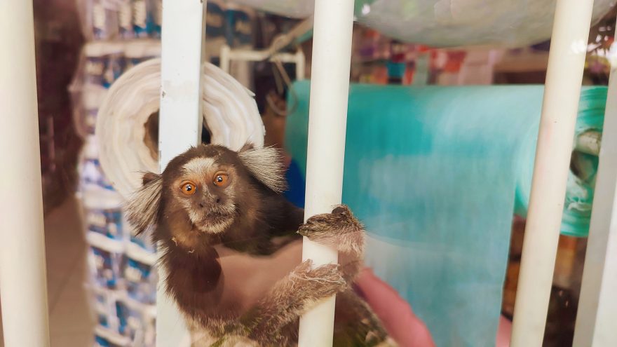 Invasão curiosa: macaquinhos se aventuram em loja no Centro