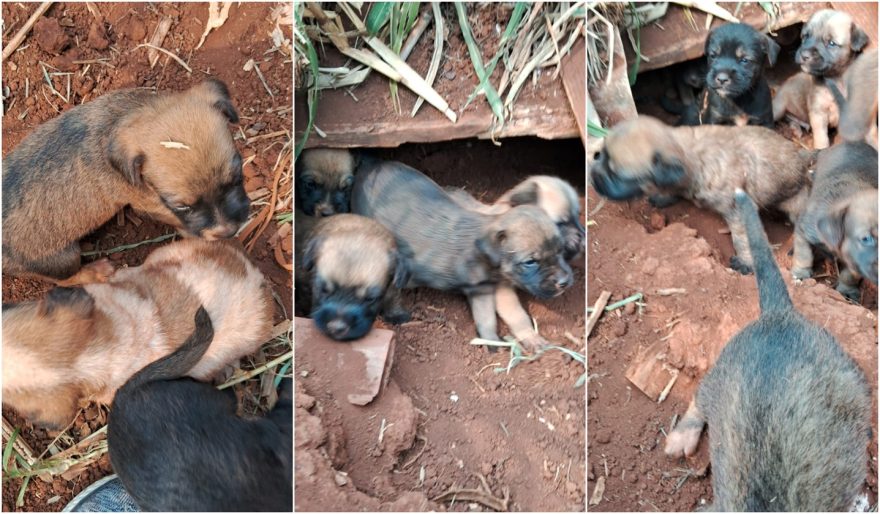 Internauta pede ajuda para resgatar cachorras e filhotes abandonados no Santo Onofre