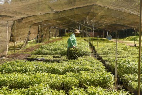 Imagem referente a Semana da árvore: Estado alcançará 10 milhões de mudas distribuídas desde 2019