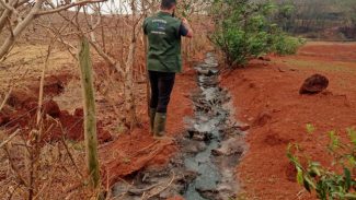 Suinocultor é multado em R$ 100 mil por infração ambiental em córrego de Toledo