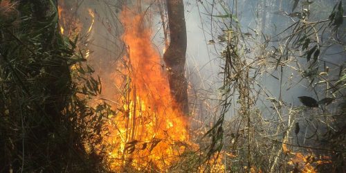 Imagem referente a “Certamente alguém pôs fogo”, diz chefe do Parque da Serra dos Órgãos