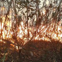 Imagem referente a Polícia do Rio realiza operações contra suspeitos de causar incêndios