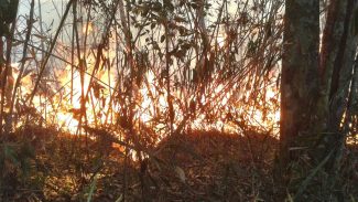 Polícia do Rio realiza operações contra suspeitos de causar incêndios