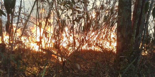 Imagem referente a Polícia do Rio realiza operações contra suspeitos de causar incêndios