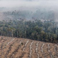 Imagem referente a Fogo na Amazônia é etapa da exploração econômica do bioma