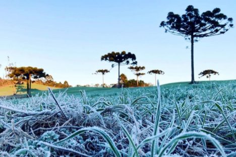 Imagem referente a IDR-Paraná e Simepar encerram serviço Alerta Geada 2024 com 120 boletins emitidos