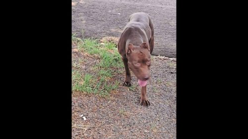 Imagem referente a Cachorra é encontrada no bairro Parque São Paulo