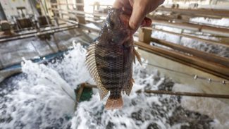 Paraná tem dez cidades entre as campeãs nacionais da pecuária e aquicultura