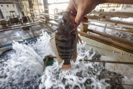 Imagem referente a Paraná tem dez cidades entre as campeãs nacionais da pecuária e aquicultura