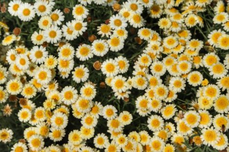 Imagem referente a Símbolo da primavera, floricultura teve crescimento de 15,2% no Paraná