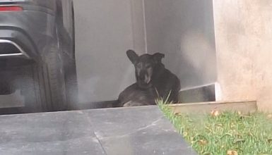 Imagem referente a Cão de grande porte adentra em condomínio e causa preocupação entre moradores