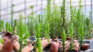 IAT cria bosque, cápsula do tempo e distribui mudas para celebrar o Dia da Árvore