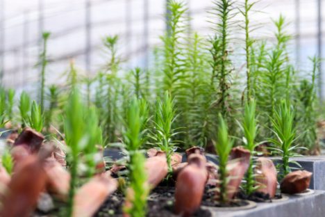 Imagem referente a IAT cria bosque, cápsula do tempo e distribui mudas para celebrar o Dia da Árvore