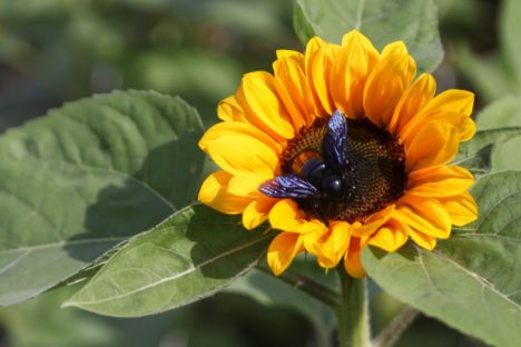 Imagem referente a Simepar prevê primavera quente e com chuva abaixo da média histórica no Paraná