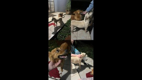 Imagem referente a Cachorra é encontrada no bairro Centro