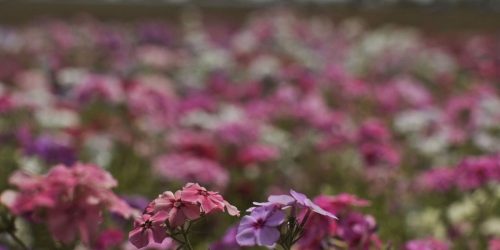 Imagem referente a Hoje é Dia: início da primavera e Dia Mundial Sem Carro são destaques