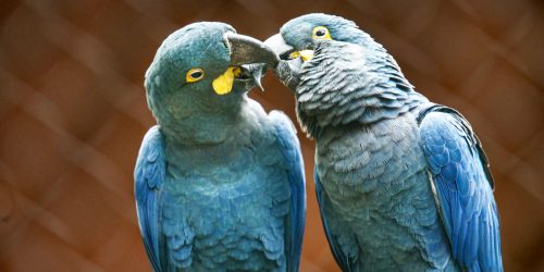 Imagem referente a Zoo de SP mostra arara-azul-de-lear ao público pela primeira vez