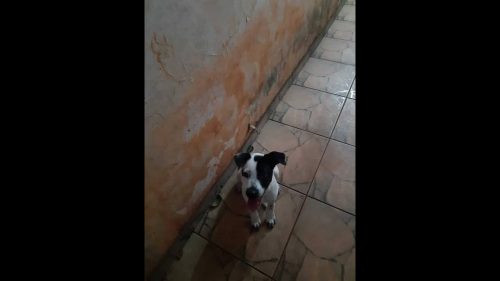 Imagem referente a Cachorra é encontrada no bairro Centro