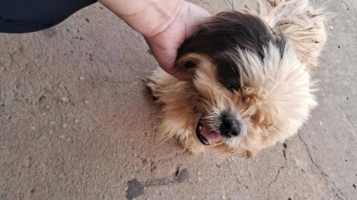 Imagem referente a Cachorra é encontrada no bairro São Cristóvão