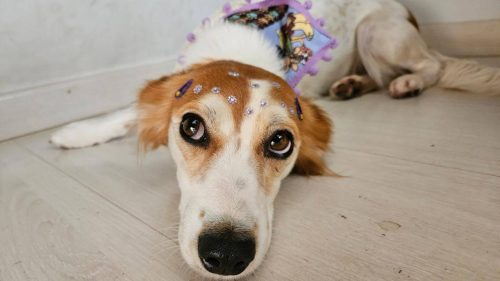 Imagem referente a Cachorra é encontrada no bairro Centro