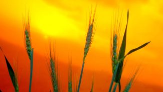 Boletim Agrometeorológico analisa seca de agosto e cenário agrícola do Paraná