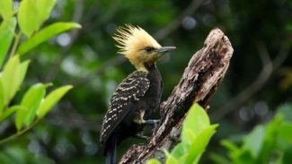 IAT e ONG farão inventário de aves que habitam as Unidades de Conservação