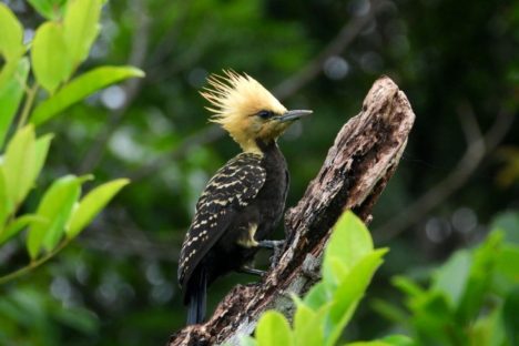 Imagem referente a IAT e ONG farão inventário de aves que habitam as Unidades de Conservação