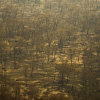 Imagem referente a Incêndios e seca na Amazônia e no Pantanal batem marcas históricas