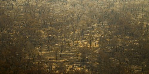 Imagem referente a Incêndios e seca na Amazônia e no Pantanal batem marcas históricas