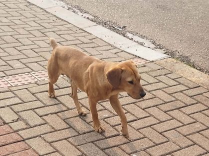 Imagem referente a Cachorro é encontrado no bairro Periolo