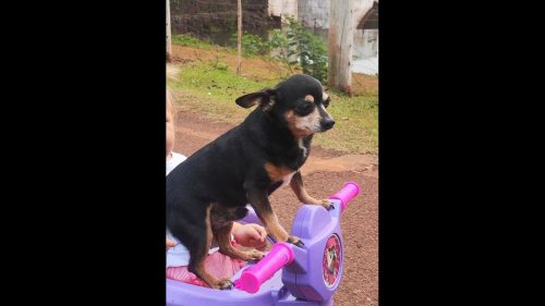 Imagem referente a Cachorro Neguinho desapareceu no bairro Floresta