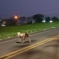 Imagem referente a Internauta flagra Pitbull solto quase sendo atropelado na Avenida das Pombas