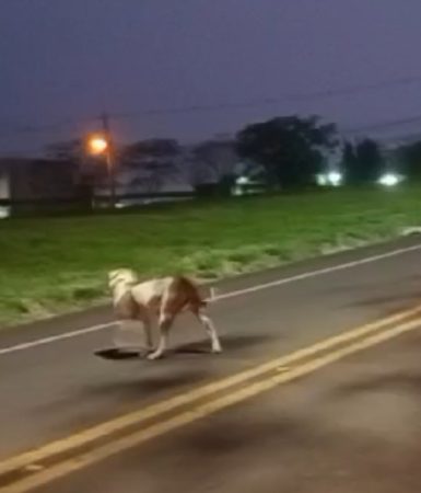 Imagem referente a Internauta flagra Pitbull solto quase sendo atropelado na Avenida das Pombas