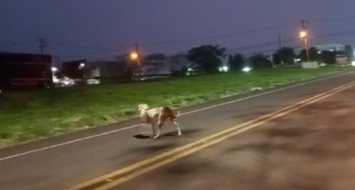 Imagem referente a Internauta flagra Pitbull solto quase sendo atropelado na Avenida das Pombas